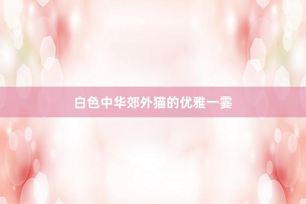 白色中华郊外猫的优雅一霎